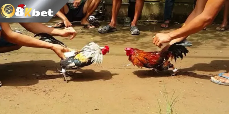 Ưu điểm của trang đá gà 8kbet